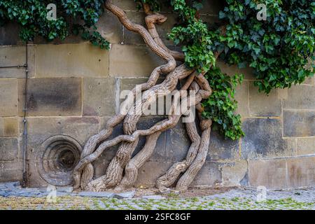edera comune, Hedera Helix, che cresce sulla parete esterna del Palazzo Vecchio, Stoccarda, Baden-Württemberg, Germania. Foto Stock