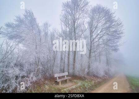 Panchina accanto a una strada rettilinea attraverso un paesaggio rurale nella gelata invernale, in Svizzera Foto Stock