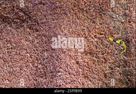 Rasature da un'affilatrice elettrica Foto Stock