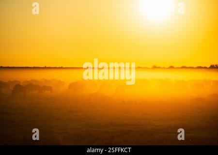 Una mandria di GNU si erge nella foschia dorata della mattina presto, le loro sagome delineate dalla luminosa alba in lontananza Foto Stock