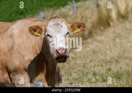 Una mucca di colore chiaro si erge in un prato erboso, masticando il suo piede sotto la luce del sole. Lo sfondo presenta lussureggianti campi verdi che creano un ambiente tranquillo Foto Stock
