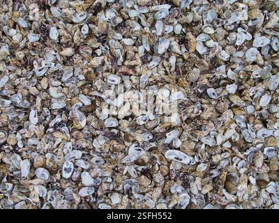 Conchiglie di ostriche gettate in mare sulla spiaggia di Cancale, sulla costa della Bretagna, nel nord della Francia. Le conchiglie vengono scartate da persone che le comprano da vicino Foto Stock