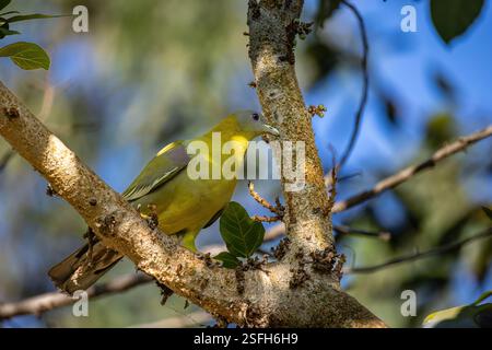 Un piccione verde dai piedi gialli si trova tranquillamente su un ramo, con la sua sottile colorazione evidenziata dalla luce diffusa che filtra attraverso gli alberi circostanti. Foto Stock