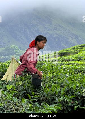 Gruppi tribali locali che raccolgono tè in una piantagione nel distretto di Wayanad - Kerala, India Foto Stock