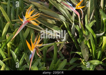 Strelitzia Bird of Paradise Flower, Madeira, Portogallo Foto Stock