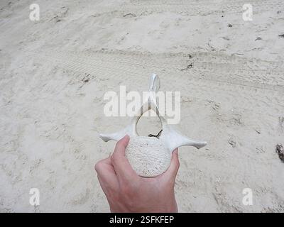 Le balene di sperma nane (Kogia), Mammalia, Stanley TAS 7331, Australia, anni dopo il fatto, non sono ancora sicuro e molto curioso di sapere cosa questo cetaceo spiaggiato, o il giovane di una grande specie o una delle specie più piccole da adulto, potrebbe essere stato... Le falde della coda a mezzaluna molto forti e la tacca mediana minima escludono facilmente sia i delfini medi della Tasmania sia le balene destra meridionali e pigmee, e la mancanza di dentellatura sul bordo di uscita esclude una megattera... A quel tempo, pensavo fosse un piccolo sperma di balena, a causa della piccola mascella inferiore e della t rugosa Foto Stock