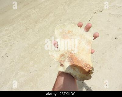 Le balene di sperma nane (Kogia), Mammalia, Stanley TAS 7331, Australia, anni dopo il fatto, non sono ancora sicuro e molto curioso di sapere cosa questo cetaceo spiaggiato, o il giovane di una grande specie o una delle specie più piccole da adulto, potrebbe essere stato... Le falde della coda a mezzaluna molto forti e la tacca mediana minima escludono facilmente sia i delfini medi della Tasmania sia le balene destra meridionali e pigmee, e la mancanza di dentellatura sul bordo di uscita esclude una megattera... A quel tempo, pensavo fosse un piccolo sperma di balena, a causa della piccola mascella inferiore e della t rugosa Foto Stock