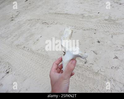 Le balene di sperma nane (Kogia), Mammalia, Stanley TAS 7331, Australia, anni dopo il fatto, non sono ancora sicuro e molto curioso di sapere cosa questo cetaceo spiaggiato, o il giovane di una grande specie o una delle specie più piccole da adulto, potrebbe essere stato... Le falde della coda a mezzaluna molto forti e la tacca mediana minima escludono facilmente sia i delfini medi della Tasmania sia le balene destra meridionali e pigmee, e la mancanza di dentellatura sul bordo di uscita esclude una megattera... A quel tempo, pensavo fosse un piccolo sperma di balena, a causa della piccola mascella inferiore e della t rugosa Foto Stock