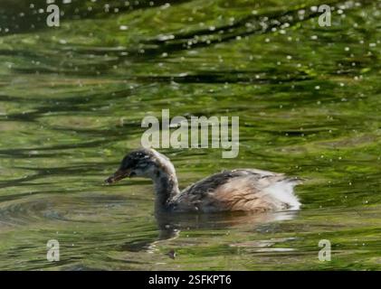 Australasian Grebe (Tachybaptus novaehollandiae), Aves, Knoxfield VIC 3180, Australia, Juvenile Foto Stock