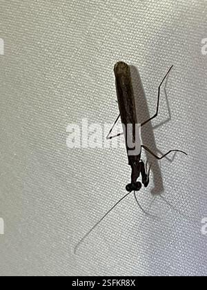 Pygmy Ground Mantises (Bolbe), Insecta, Dharawal National Park, Wedderburn, NSW, U.S. Foto Stock