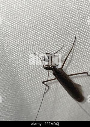 Pygmy Ground Mantises (Bolbe), Insecta, Dharawal National Park, Wedderburn, NSW, U.S. Foto Stock