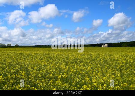 Un vasto campo di canola giallo in piena fioritura sotto un cielo blu con nuvole, con un silo di grano sullo sfondo. Foto Stock