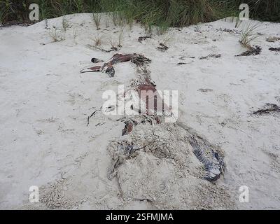 Le balene di sperma nane (Kogia), Mammalia, Stanley TAS 7331, Australia, anni dopo il fatto, non sono ancora sicuro e molto curioso di sapere cosa questo cetaceo spiaggiato, o il giovane di una grande specie o una delle specie più piccole da adulto, potrebbe essere stato... Le falde della coda a mezzaluna molto forti e la tacca mediana minima escludono facilmente sia i delfini medi della Tasmania sia le balene destra meridionali e pigmee, e la mancanza di dentellatura sul bordo di uscita esclude una megattera... A quel tempo, pensavo fosse un piccolo sperma di balena, a causa della piccola mascella inferiore e della t rugosa Foto Stock