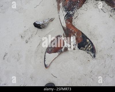 Le balene di sperma nane (Kogia), Mammalia, Stanley TAS 7331, Australia, anni dopo il fatto, non sono ancora sicuro e molto curioso di sapere cosa questo cetaceo spiaggiato, o il giovane di una grande specie o una delle specie più piccole da adulto, potrebbe essere stato... Le falde della coda a mezzaluna molto forti e la tacca mediana minima escludono facilmente sia i delfini medi della Tasmania sia le balene destra meridionali e pigmee, e la mancanza di dentellatura sul bordo di uscita esclude una megattera... A quel tempo, pensavo fosse un piccolo sperma di balena, a causa della piccola mascella inferiore e della t rugosa Foto Stock
