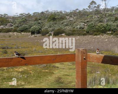 Welcome Swallow (Hirundo neoxena), Aves, Lady Lake Hut, Great Western Tiers, Tasmania, Australia, vista sulla veranda di Lady Lake Hut. Foto Stock