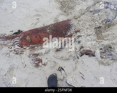 Le balene di sperma nane (Kogia), Mammalia, Stanley TAS 7331, Australia, anni dopo il fatto, non sono ancora sicuro e molto curioso di sapere cosa questo cetaceo spiaggiato, o il giovane di una grande specie o una delle specie più piccole da adulto, potrebbe essere stato... Le falde della coda a mezzaluna molto forti e la tacca mediana minima escludono facilmente sia i delfini medi della Tasmania sia le balene destra meridionali e pigmee, e la mancanza di dentellatura sul bordo di uscita esclude una megattera... A quel tempo, pensavo fosse un piccolo sperma di balena, a causa della piccola mascella inferiore e della t rugosa Foto Stock