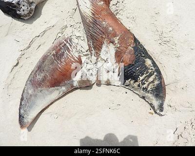 Le balene di sperma nane (Kogia), Mammalia, Stanley TAS 7331, Australia, anni dopo il fatto, non sono ancora sicuro e molto curioso di sapere cosa questo cetaceo spiaggiato, o il giovane di una grande specie o una delle specie più piccole da adulto, potrebbe essere stato... Le falde della coda a mezzaluna molto forti e la tacca mediana minima escludono facilmente sia i delfini medi della Tasmania sia le balene destra meridionali e pigmee, e la mancanza di dentellatura sul bordo di uscita esclude una megattera... A quel tempo, pensavo fosse un piccolo sperma di balena, a causa della piccola mascella inferiore e della t rugosa Foto Stock