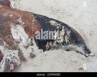 Le balene di sperma nane (Kogia), Mammalia, Stanley TAS 7331, Australia, anni dopo il fatto, non sono ancora sicuro e molto curioso di sapere cosa questo cetaceo spiaggiato, o il giovane di una grande specie o una delle specie più piccole da adulto, potrebbe essere stato... Le falde della coda a mezzaluna molto forti e la tacca mediana minima escludono facilmente sia i delfini medi della Tasmania sia le balene destra meridionali e pigmee, e la mancanza di dentellatura sul bordo di uscita esclude una megattera... A quel tempo, pensavo fosse un piccolo sperma di balena, a causa della piccola mascella inferiore e della t rugosa Foto Stock