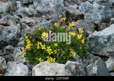 Erba bianca alpina (Draba alpina), Plantae, Провиденский р-н, Чукотский автономный округ, Россия Foto Stock