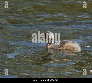 Australasian Grebe (Tachybaptus novaehollandiae), Aves, Knoxfield VIC 3180, Australia, Juvenile Foto Stock