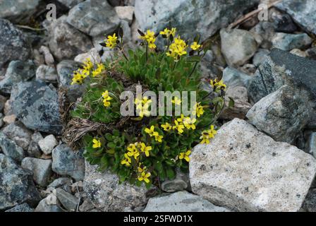 Erba bianca alpina (Draba alpina), Plantae, Провиденский р-н, Чукотский автономный округ, Россия Foto Stock