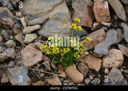 Erba bianca alpina (Draba alpina), Plantae, Провиденский р-н, Чукотский автономный округ, Россия Foto Stock