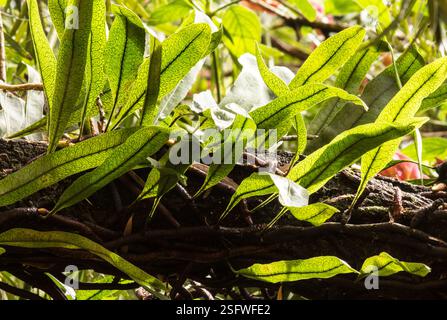 Microgramma mortoniana pianta d'aria in habitat naturale Foto Stock