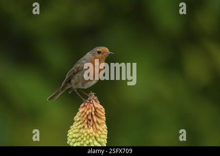 European robin (erithacus rubecula) uccello adulto su un giardino fiore di una pianta di poker caldo rosso in estate, Inghilterra, Regno Unito, Europa Foto Stock