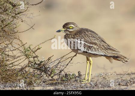 Curlew, animali, uccelli (Burhinus oedicnemus), Biotope, habitat, foraggio, famiglia Curlew, Isole Canarie, Lanzarote, isole Canarie, Spagna, Europa Foto Stock