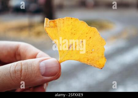 La mano di un uomo che tiene una foglia di ginkgo gialla Foto Stock