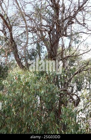 Red Stringybark (Eucalyptus macrorhyncha), Plantae, Heathmont VIC 3135, Australia Foto Stock