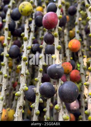 Frutti colorati di una palma sul terreno del Sarayana Ayurvedic Hospital - Coimbatore, India a Tamil Nadu Foto Stock