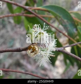 Red Stringybark (Eucalyptus macrorhyncha), Plantae, Heathmont VIC 3135, Australia Foto Stock