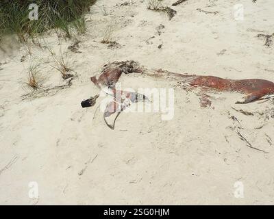 Le balene di sperma nane (Kogia), Mammalia, Stanley TAS 7331, Australia, anni dopo il fatto, non sono ancora sicuro e molto curioso di sapere cosa questo cetaceo spiaggiato, o il giovane di una grande specie o una delle specie più piccole da adulto, potrebbe essere stato... Le falde della coda a mezzaluna molto forti e la tacca mediana minima escludono facilmente sia i delfini medi della Tasmania sia le balene destra meridionali e pigmee, e la mancanza di dentellatura sul bordo di uscita esclude una megattera... A quel tempo, pensavo fosse un piccolo sperma di balena, a causa della piccola mascella inferiore e della t rugosa Foto Stock
