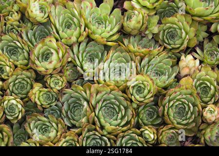 Vista dall'alto e primo piano di Sempervivum cobweb - piante succulente Houseleek nel giardino di campagna in estate. Foto Stock