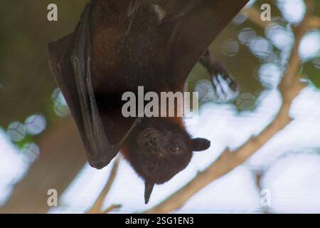 Un primo piano di un pipistrello appeso al rovescio, che mostra la sua pelliccia scura e le caratteristiche distintive. Lo sfondo è sfocato con morbidi effetti bokeh, enfatizza Foto Stock