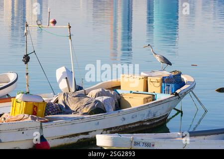 Un'egret seduta a prua di un piccolo peschereccio a Manama, Bahrein Foto Stock