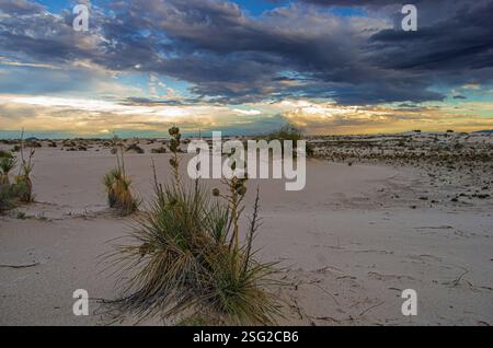Paesaggio desertico del White Sands National Park, New Mexico, con piante di yucca e spettacolari nuvole di tempesta durante il tramonto. Foto Stock