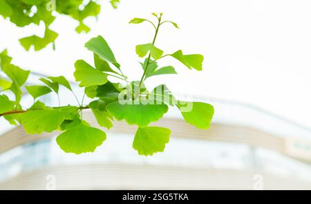 Primo piano di giovani foglie di ginkgo Foto Stock