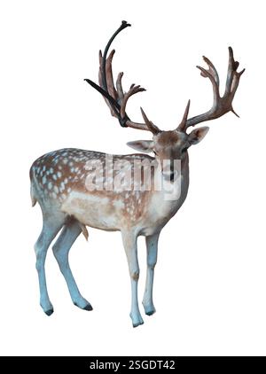 Cervo rosso fawn ornato isolato su bianco, Cervus elaphus con palchi e macchia bianca Foto Stock