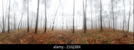 Bella pineta a foggy sunrise. Tronchi di alberi e nebbia fredda Foto Stock