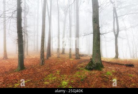 Nebbia e nebbia nella foresta in autunno Foto Stock
