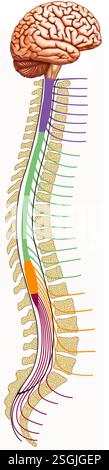 Struttura illustrativa del midollo spinale. Struttura nervosa che collega il cervello al corpo, trasmettendo impulsi nervosi. Foto Stock