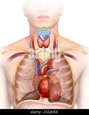 Illustrazione anatomica del sistema cardiovascolare, responsabile dell'erogazione di ossigeno dai polmoni al resto del corpo. Foto Stock