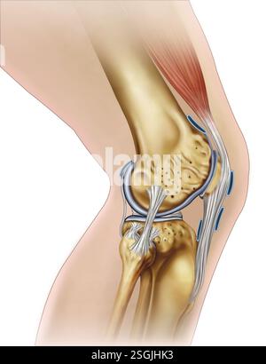 Rappresentazione anatomica del ginocchio. Articolazione fondamentale che collega femore, tibia e rotula. Consente il movimento e sostiene il peso corporeo. Foto Stock