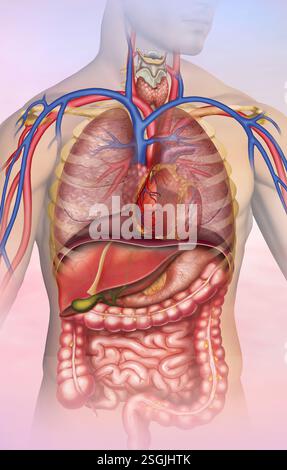Illustrazione anatomica del corpo umano. Struttura e organizzazione di ossa, muscoli, organi e sistema scheletrico, muscoli, nervi, vasi sanguigni. Foto Stock