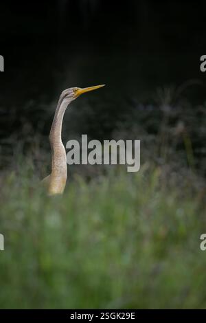 Il lungo collo simile a un serpente di un Darter Australasiano maturo si trova perfettamente ancora tra i grigi di Redy accanto a un habitat paludoso mentre cerca il pericolo. Foto Stock