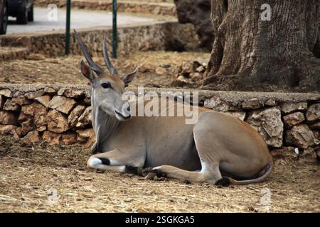Profilo di un antilopo dell’Eland comune (Taurotragus oryx) Foto Stock