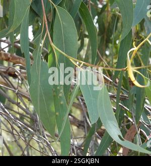 Red Stringybark (Eucalyptus macrorhyncha), Plantae, Heathmont VIC 3135, Australia Foto Stock
