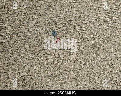 (Leptocoris vicinus), Insecta, 830, Taiwan, 高雄市鳳山區和興里 Foto Stock